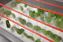 Studying diamondback moths with crucifers